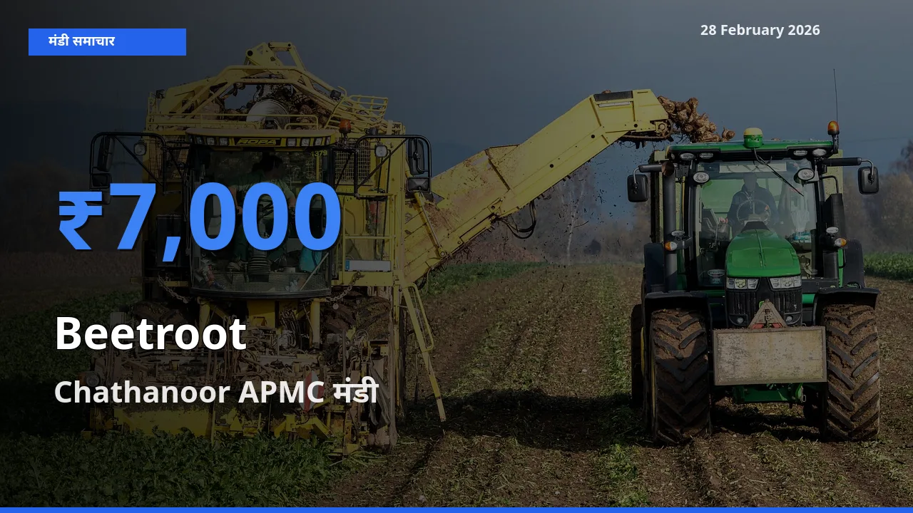 Chathanoor APMC मंडी में आज Beetroot के सबसे ऊँचे दाम दर्ज
