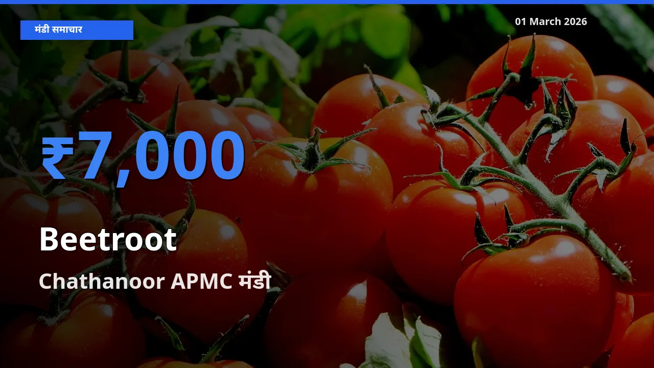 आज का मंडी भाव: Beetroot के सबसे ज़्यादा दाम Chathanoor APMC में