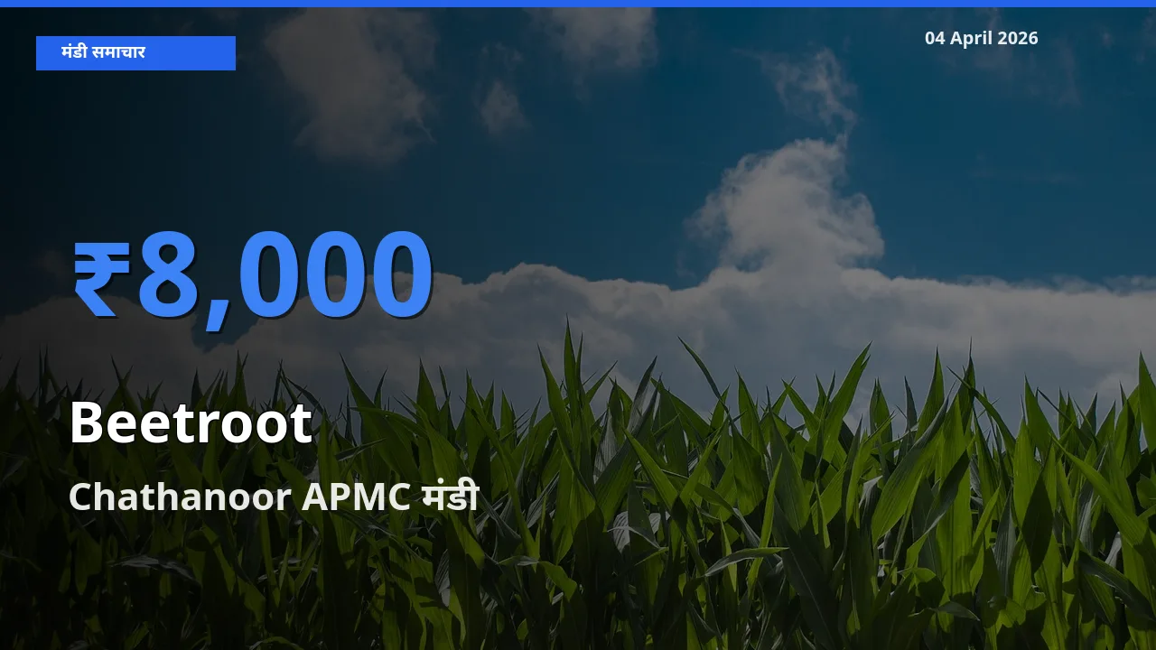 आज चुकंदर के सबसे ज़्यादा दाम Chathanoor APMC मंडी में दर्ज