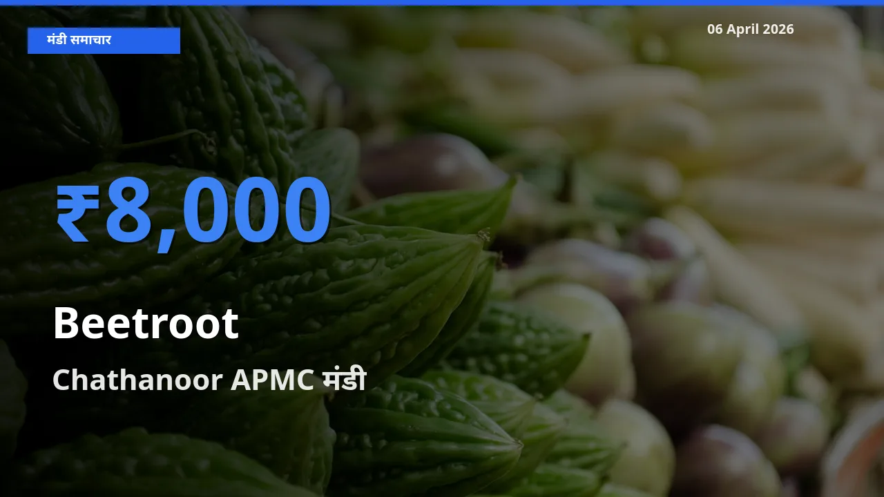 Chathanoor APMC में चुकंदर का आज सबसे ऊँचा भाव
