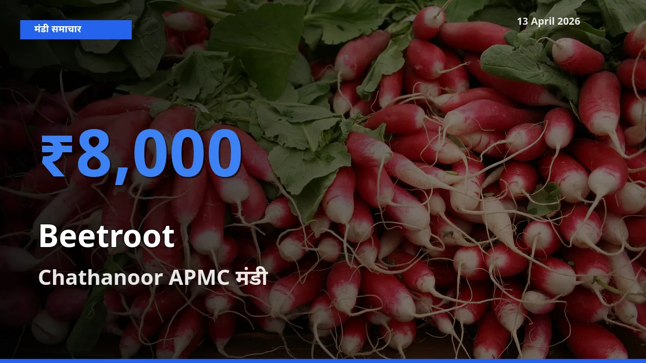 Chathanoor APMC मंडी में आज चुकंदर के सबसे ऊँचे दाम दर्ज