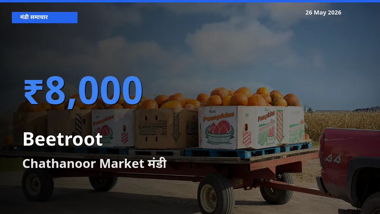 किसानों की पसंद बना Chathanoor Market, चुकंदर के सबसे अच्छे दाम