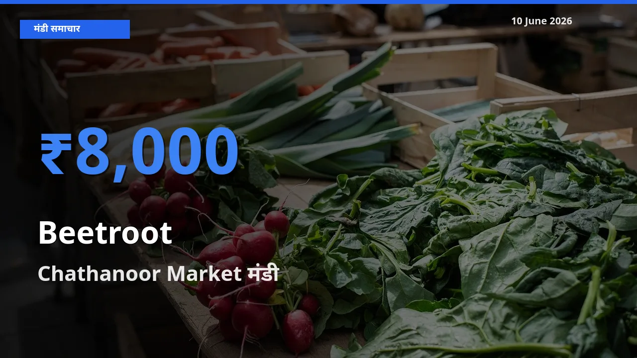 आज चुकंदर के सबसे ऊँचे दाम ₹8,000 Chathanoor Market मंडी में