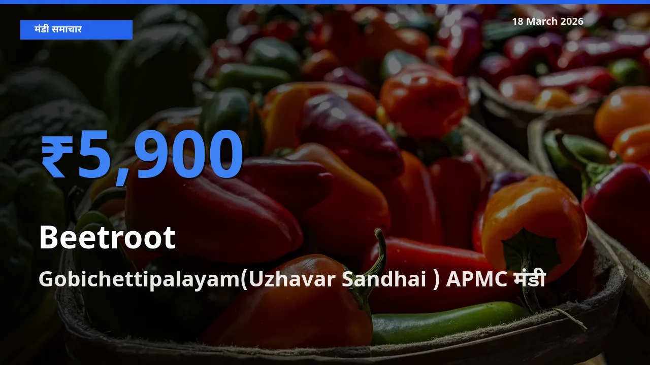 Gobichettipalayam(Uzhavar Sandhai ) APMC मंडी में चुकंदर ₹5,900 पर पहुँचा – आज का सर्वोच्च भाव