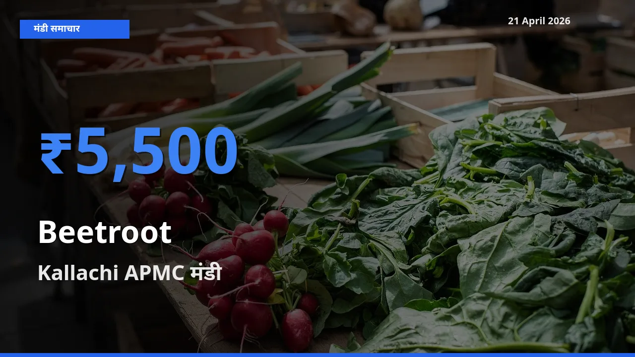 Kallachi APMC मंडी में चुकंदर ₹5,500 पर पहुँचा – आज का सर्वोच्च भाव