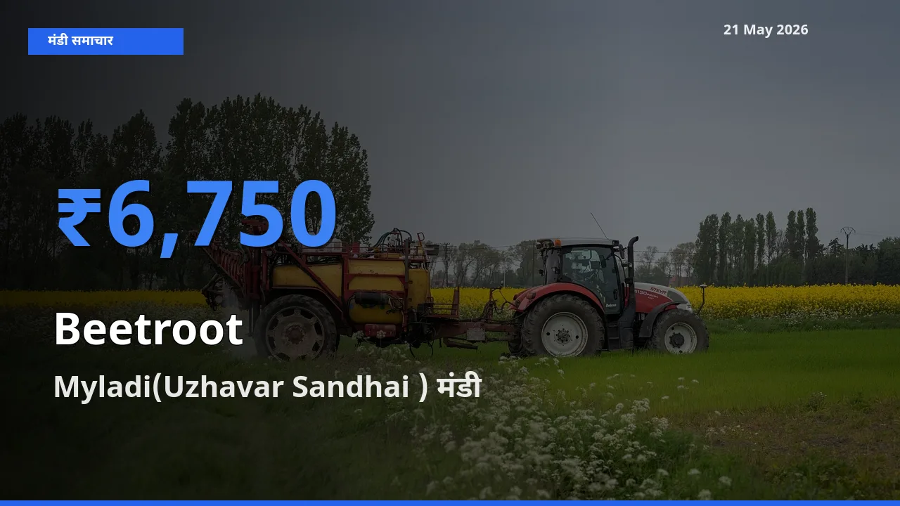 Myladi(Uzhavar Sandhai ) में चुकंदर का आज सबसे ऊँचा भाव
