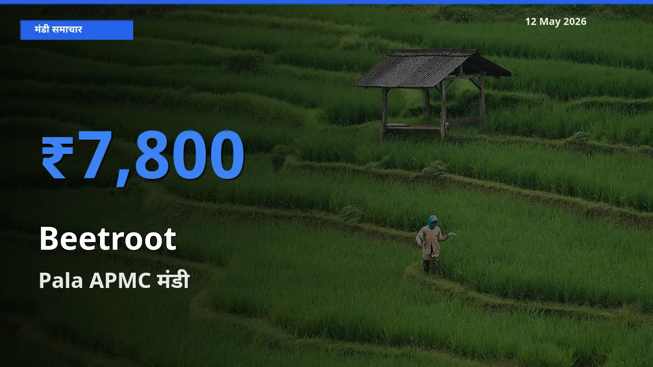 आज का मंडी भाव: चुकंदर के सबसे ज़्यादा दाम Pala APMC में