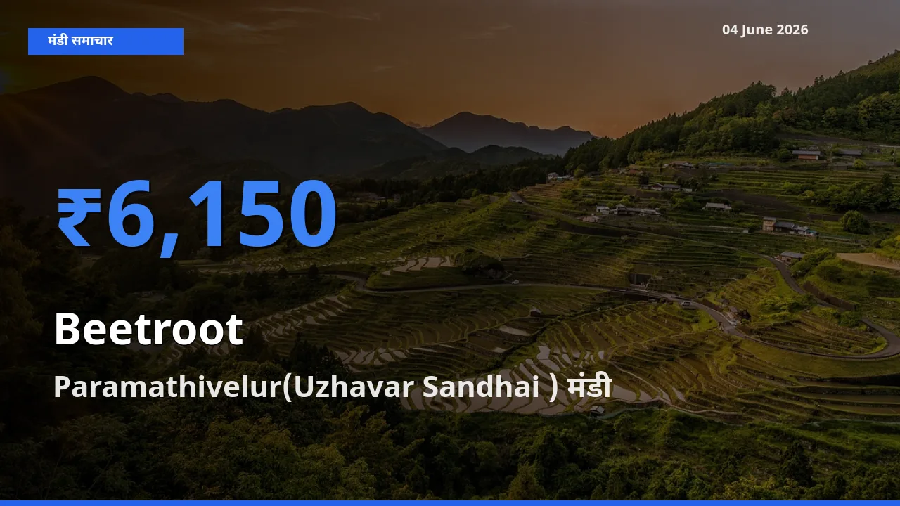 किसानों की पसंद बना Paramathivelur(Uzhavar Sandhai ), चुकंदर के सबसे अच्छे दाम