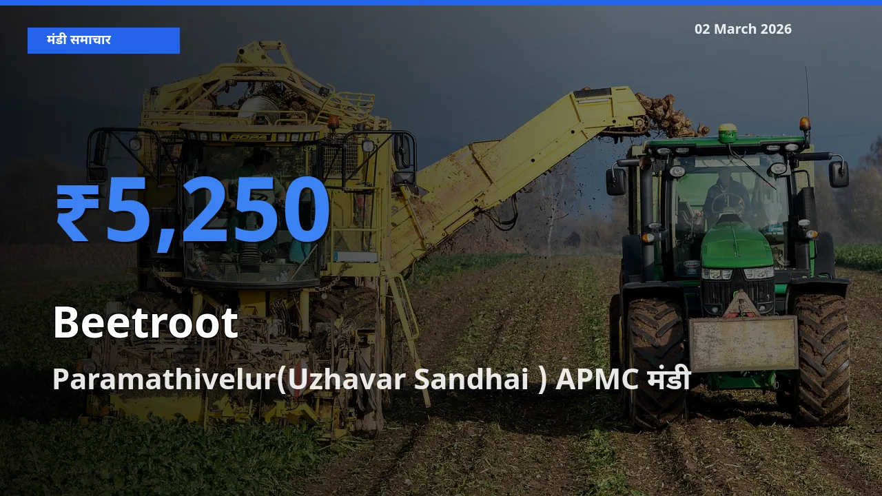 आज का मंडी भाव: Beetroot के सबसे ज़्यादा दाम Paramathivelur(Uzhavar Sandhai ) APMC में