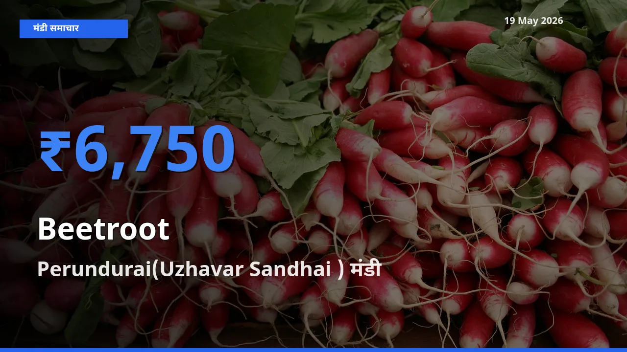 19 May अपडेट: चुकंदर के सबसे ऊँचे दाम Perundurai(Uzhavar Sandhai ) मंडी में