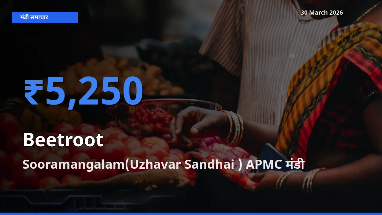 Sooramangalam(Uzhavar Sandhai ) APMC मंडी में चुकंदर ₹5,250 पर पहुँचा – आज का सर्वोच्च भाव