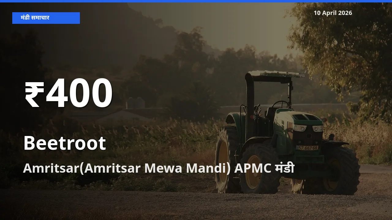 चुकंदर के दामों में गिरावट, Amritsar(Amritsar Mewa Mandi) APMC में 30 दिन का न्यूनतम भाव