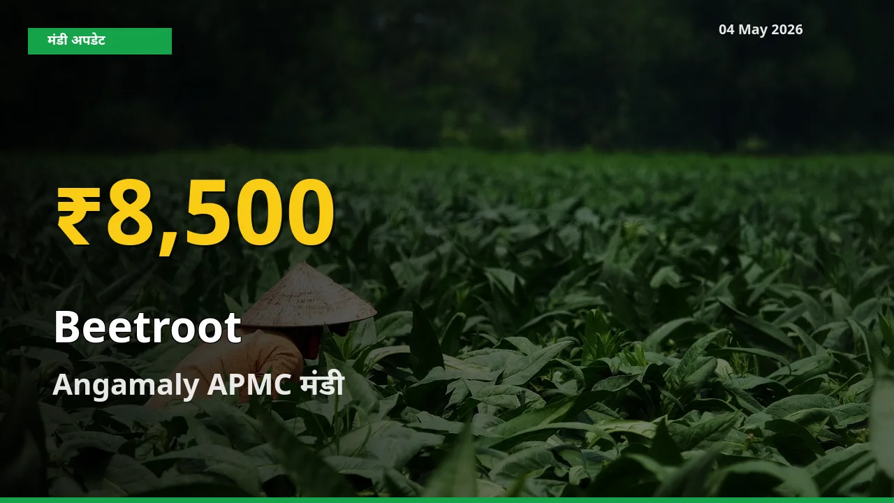 Angamaly APMC में चुकंदर ₹8,500 पर पहुँचा – अब तक का उच्चतम भाव