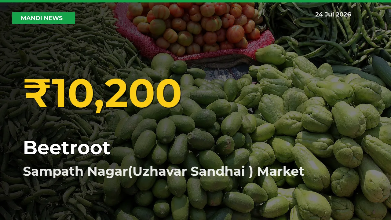 Beetroot Mandi Rate Surges Today in Sampath Nagar(Uzhavar Sandhai ) – Highest Level in 30 Days