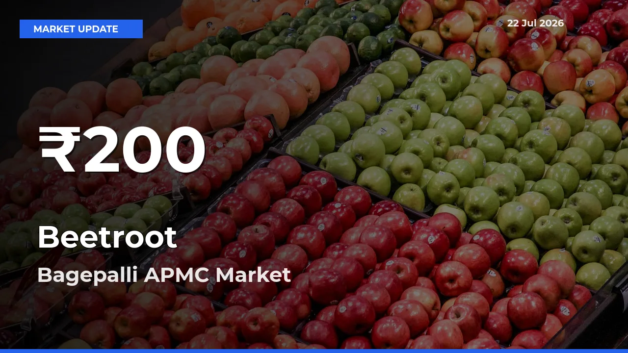Beetroot Prices Touch 30-Day Low in Bagepalli APMC – July 22 Update