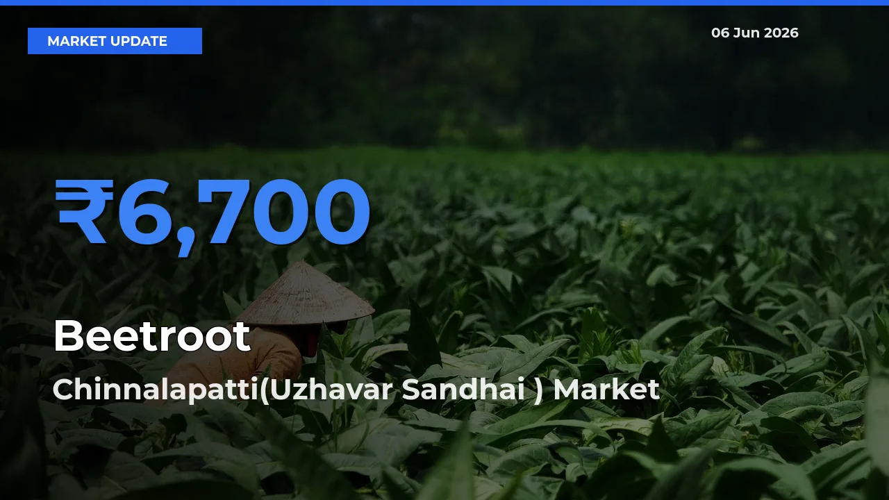 Chinnalapatti(Uzhavar Sandhai ) Tops Beetroot Mandi Rates Today