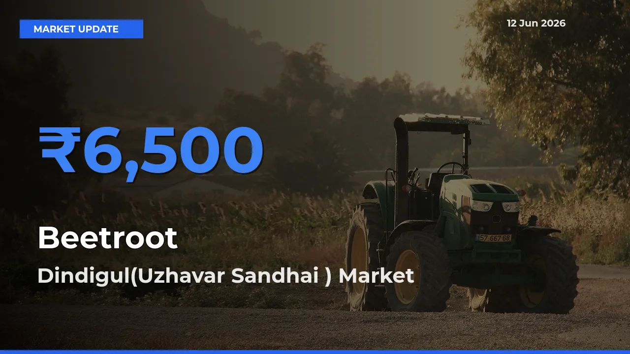 Dindigul(Uzhavar Sandhai ) Records Highest ₹6,500 Rate for Beetroot
