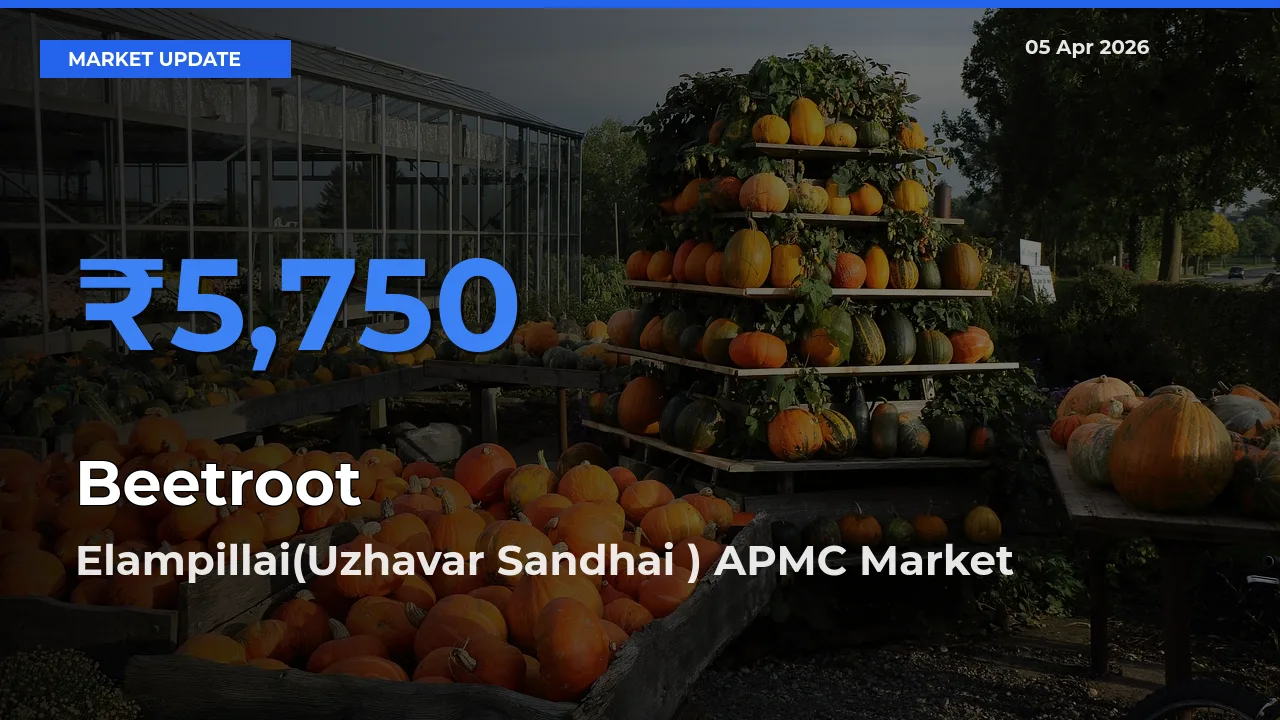 Elampillai(Uzhavar Sandhai ) APMC Leads as Top Mandi for Beetroot Prices