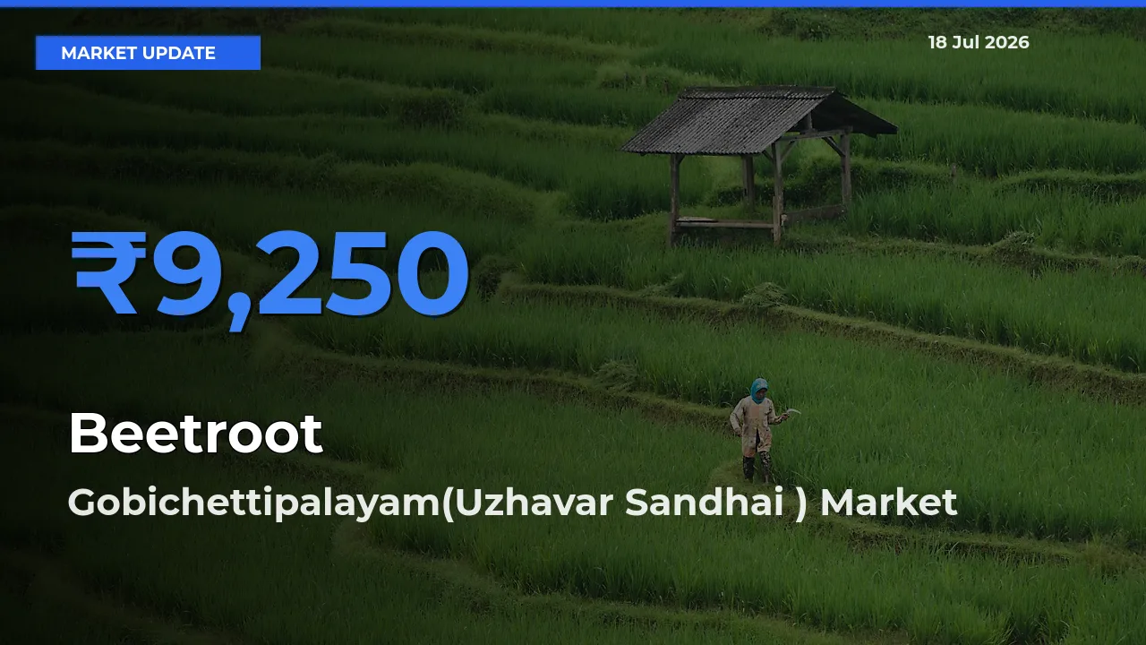Gobichettipalayam(Uzhavar Sandhai ) Offers ₹9,250 – Highest Beetroot Rate Today