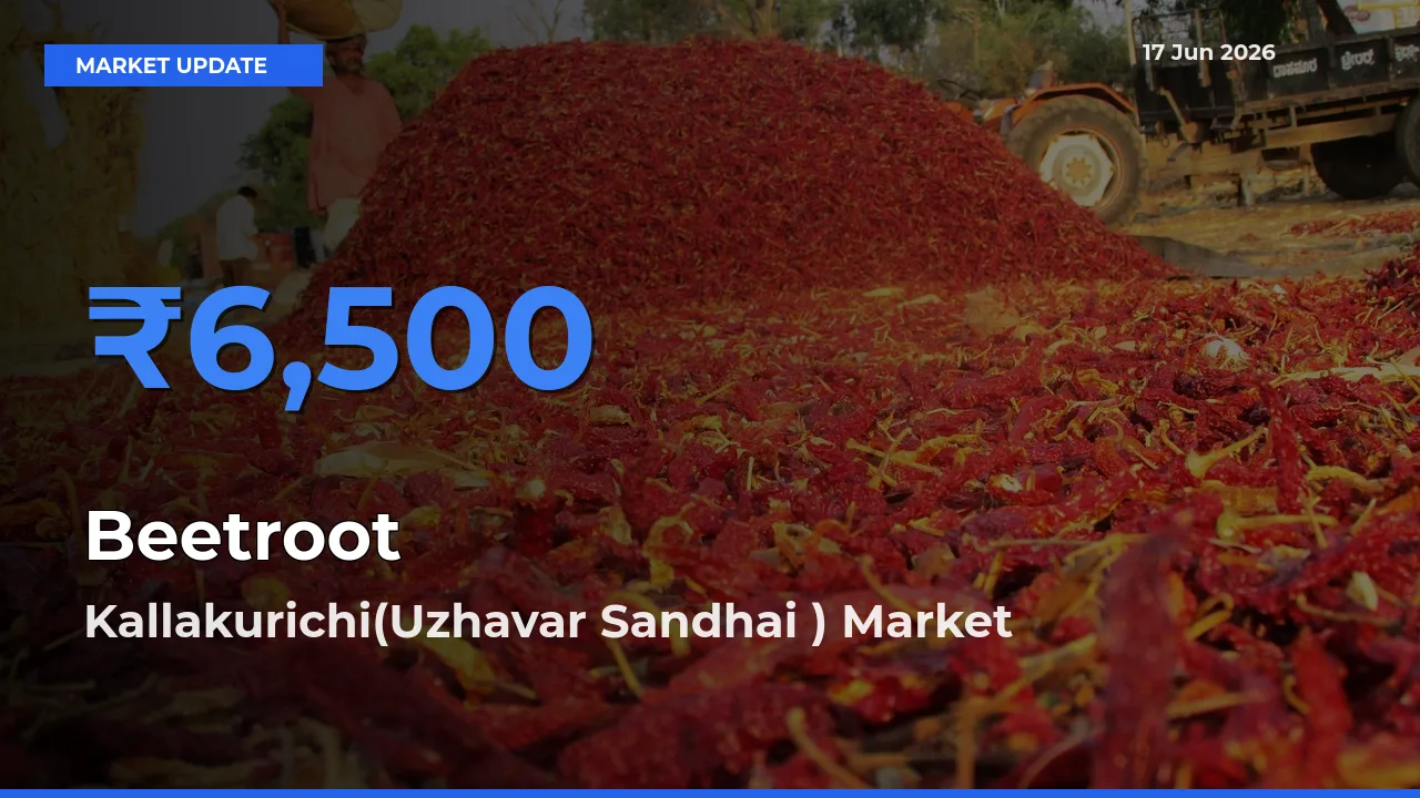 Kallakurichi(Uzhavar Sandhai ) Records Highest ₹6,500 Rate for Beetroot