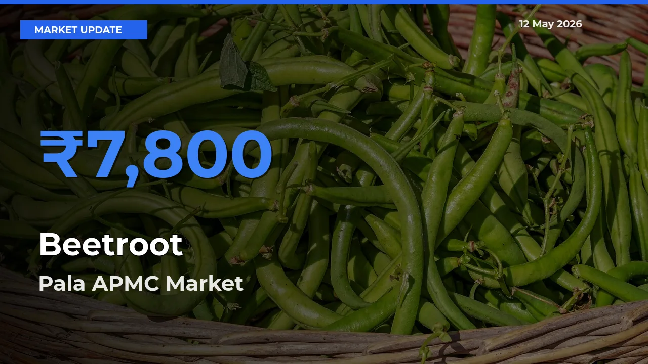 Pala APMC Tops Beetroot Rates – May 12 Market Update