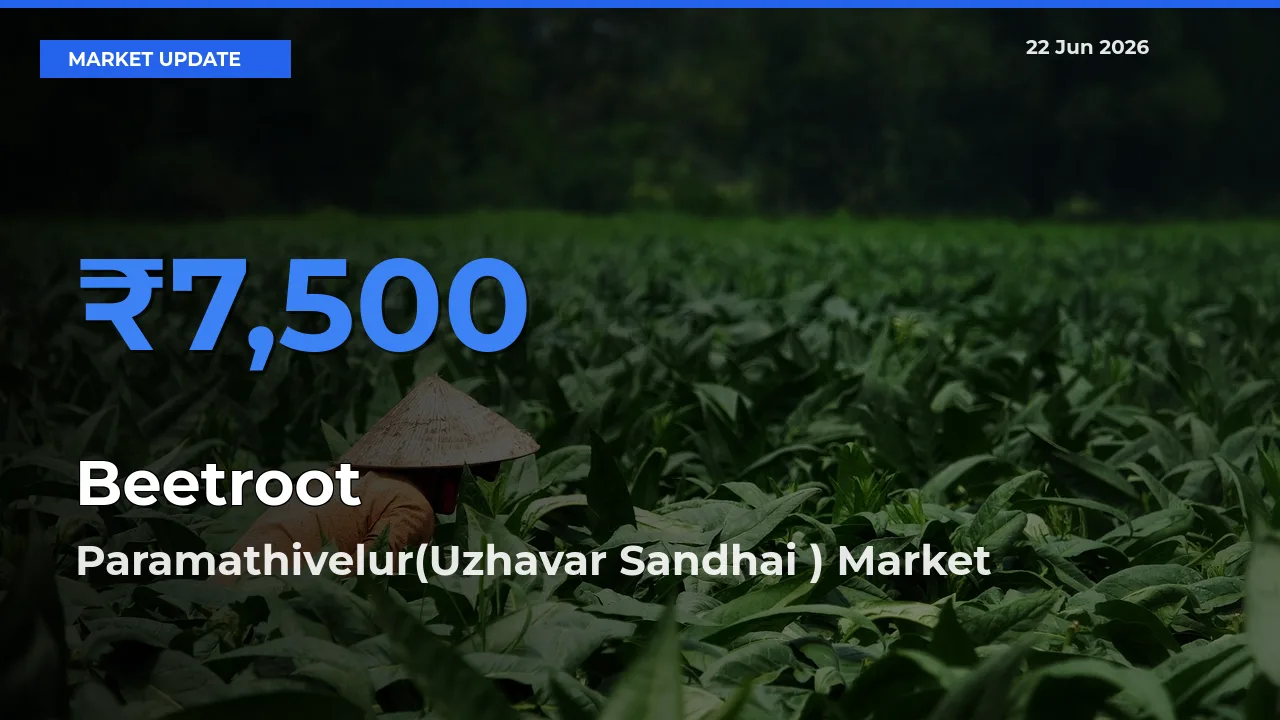 Paramathivelur(Uzhavar Sandhai ) Emerges as Top Mandi for Beetroot Prices Today