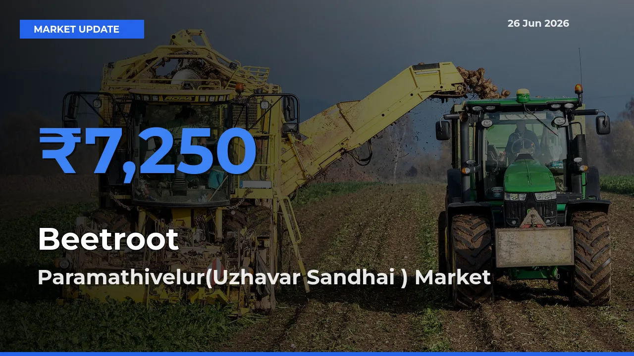 Farmers Prefer Paramathivelur(Uzhavar Sandhai ) as Beetroot Hits Highest Rate