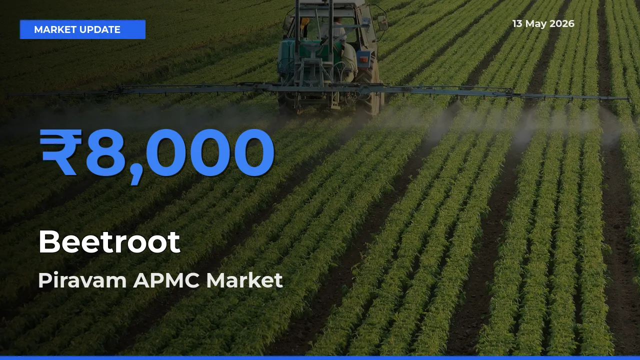 Piravam APMC Offers ₹8,000 – Highest Beetroot Rate Today