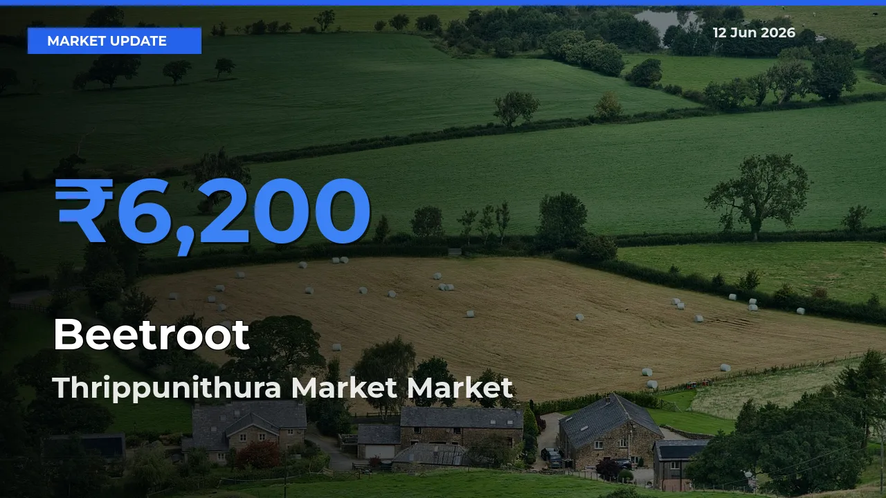 Market Watch: Thrippunithura Market Becomes Top Mandi for Beetroot
