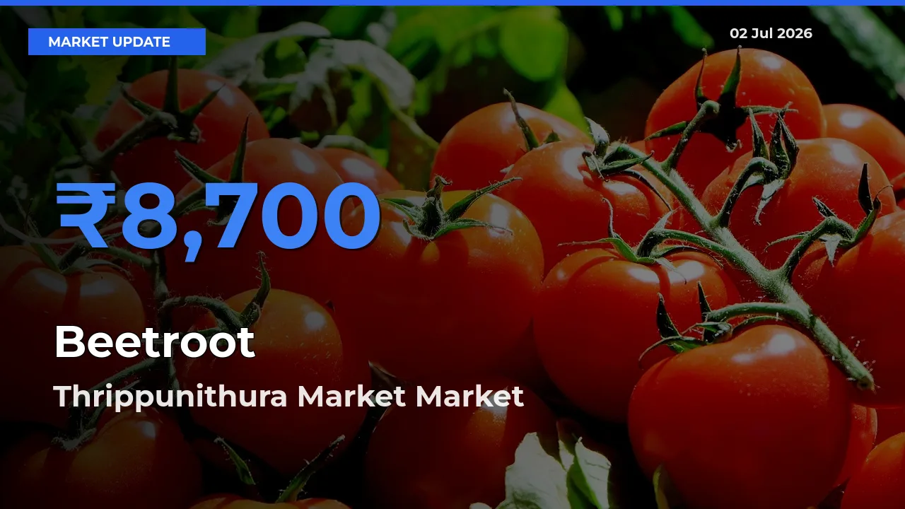 Thrippunithura Market Tops Beetroot Rates – July 02 Market Update