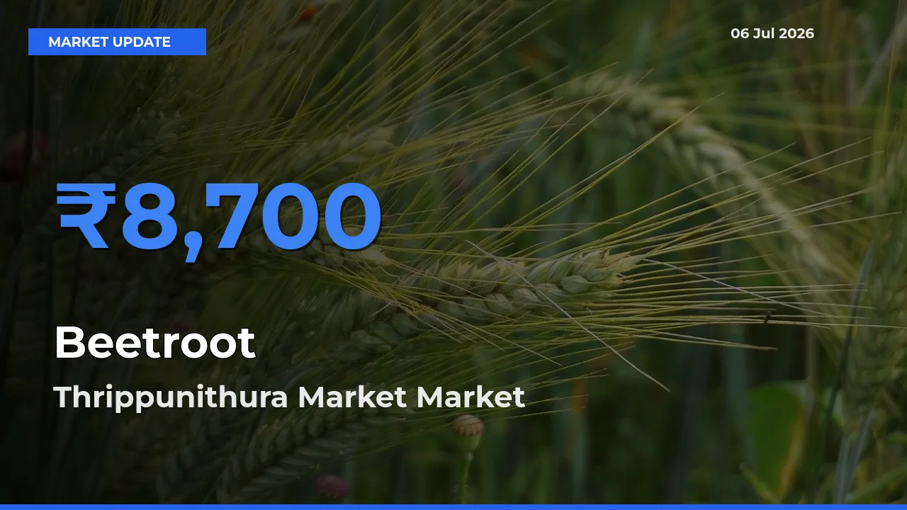 Thrippunithura Market Records Highest ₹8,700 Rate for Beetroot