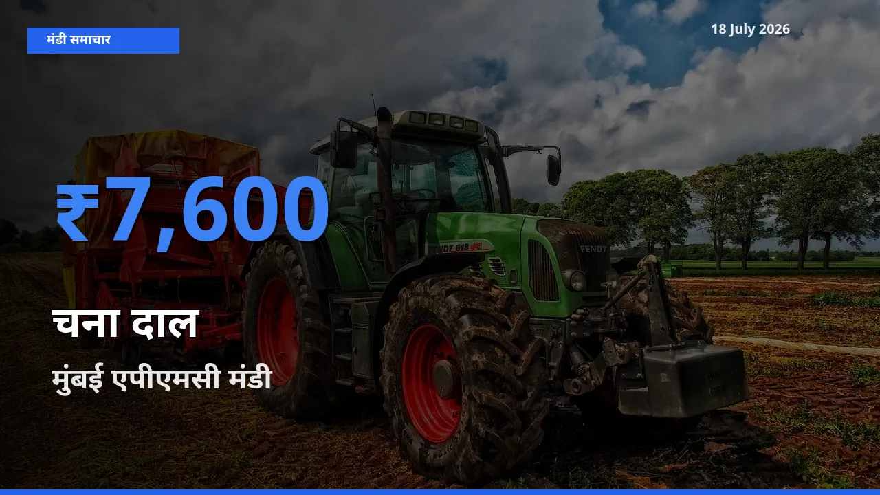 टॉप मंडी बना मुंबई एपीएमसी! चना दाल के सबसे ऊँचे दाम यहीं दर्ज