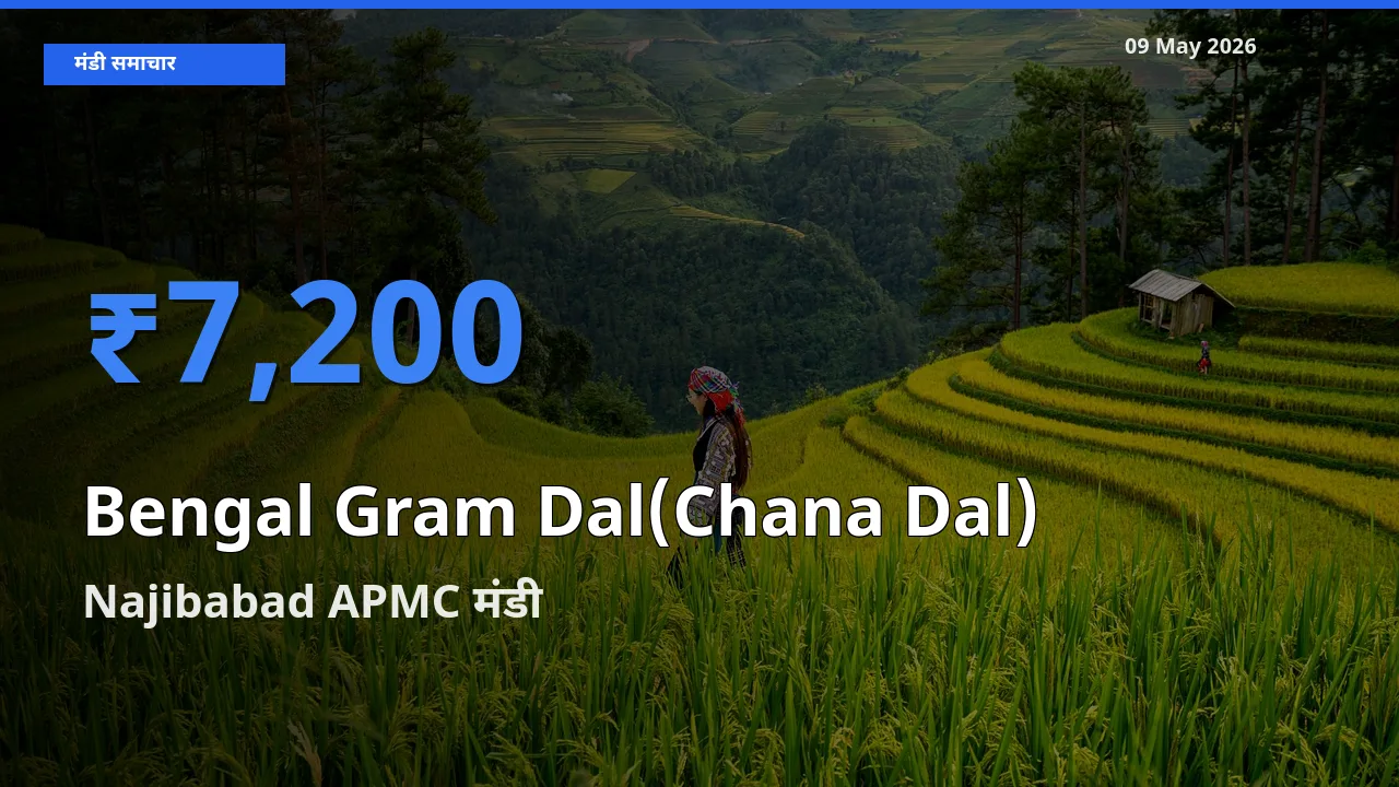 Najibabad APMC में चना दाल का आज सबसे ऊँचा भाव