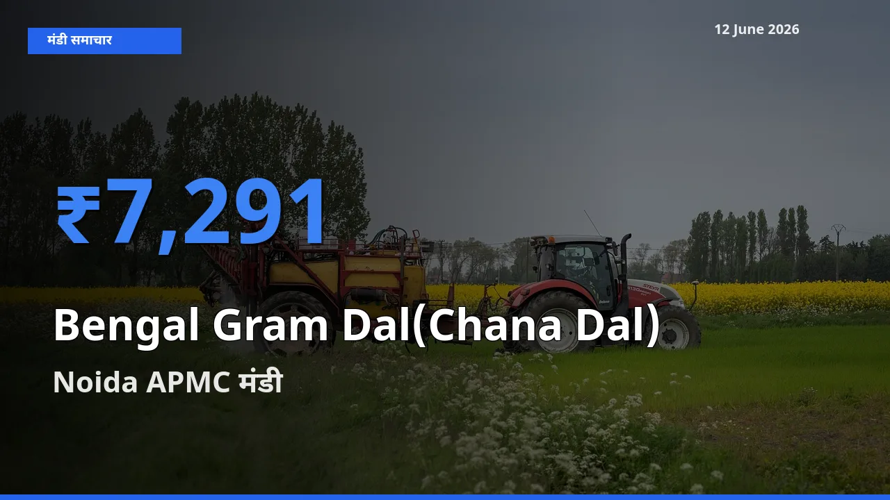टॉप मंडी बना Noida APMC! चना दाल के सबसे ऊँचे दाम यहीं दर्ज
