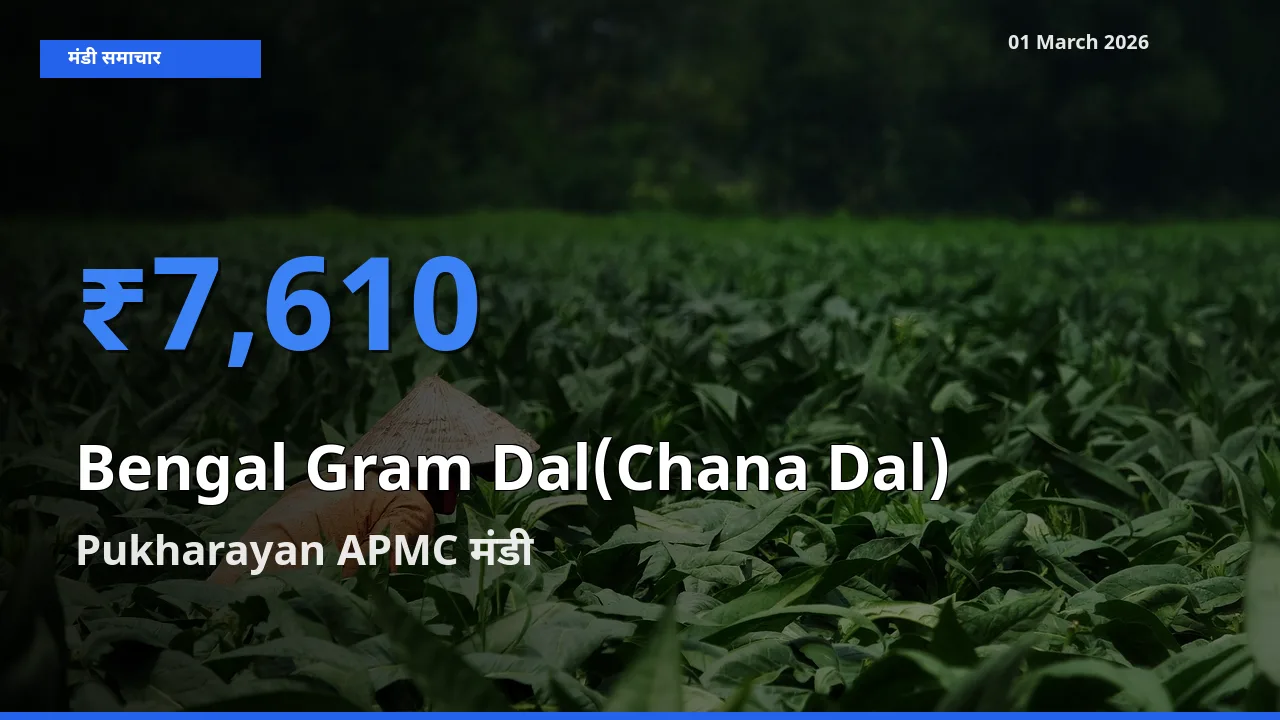 01 March अपडेट: Bengal Gram Dal(Chana Dal) के सबसे ऊँचे दाम Pukharayan APMC मंडी में