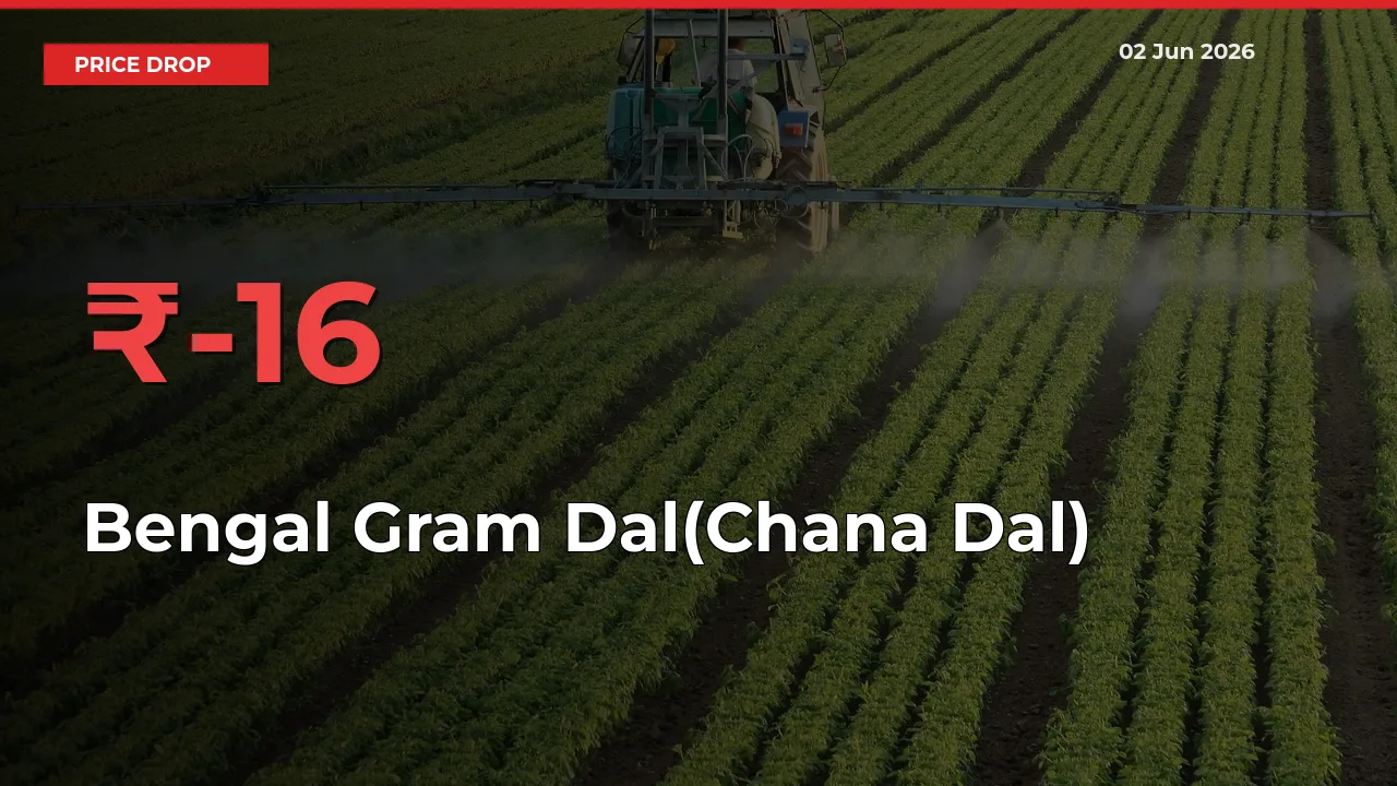 Why Bengal Gram Dal(Chana Dal) Prices Fell 16.4% in a Day at Mandis