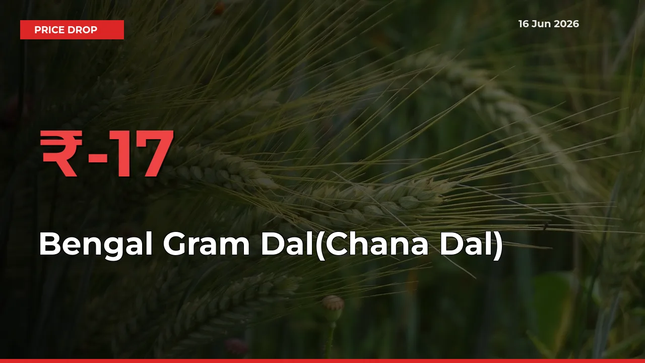 Farmers Alert as Bengal Gram Dal(Chana Dal) Prices Slide 17.47% in Local Mandis
