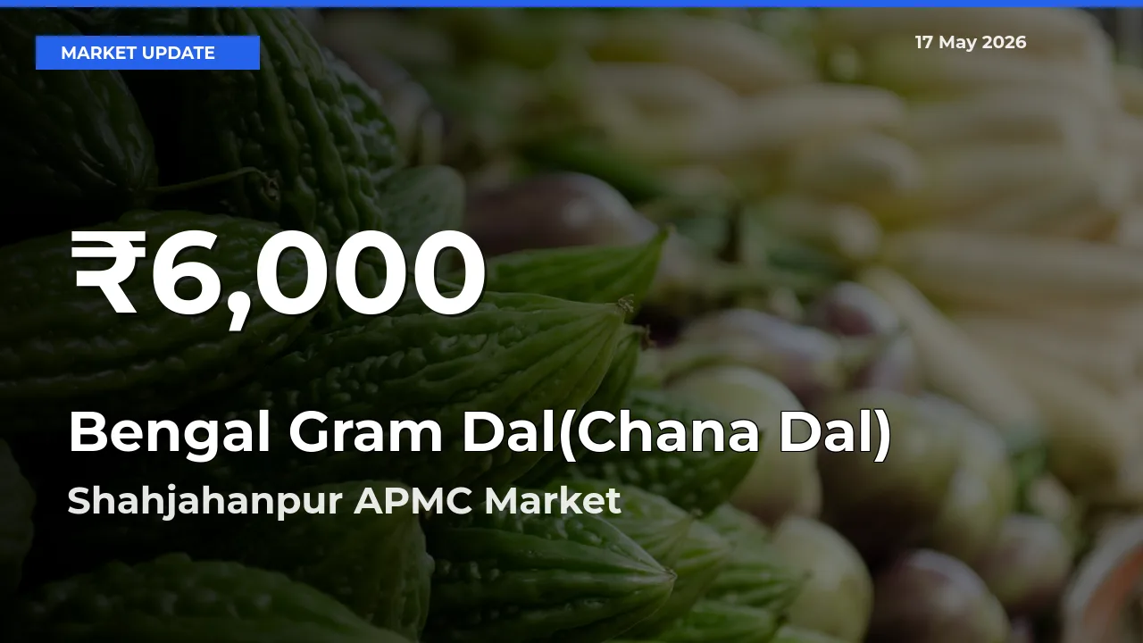 Bengal Gram Dal(Chana Dal) Prices Touch 30-Day Low in Shahjahanpur APMC – May 17 Update