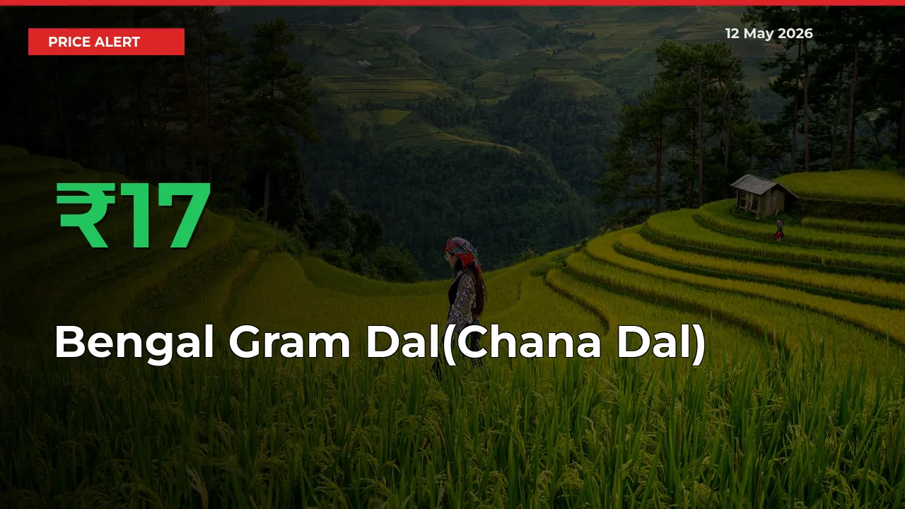 Big Rally! Bengal Gram Dal(Chana Dal) Climbs 17.32% in 24 Hours at Top Mandis