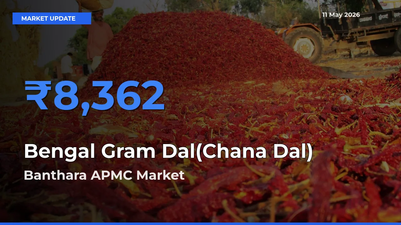 Top Performer! Banthara APMC Offers Best Bengal Gram Dal(Chana Dal) Price Today