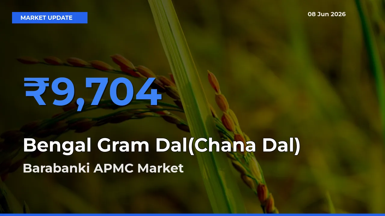 Barabanki APMC Offers ₹9,704 – Highest Bengal Gram Dal(Chana Dal) Rate Today