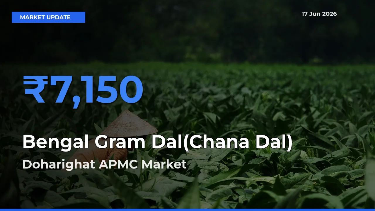 Doharighat APMC Emerges as Top Mandi for Bengal Gram Dal(Chana Dal) Prices Today