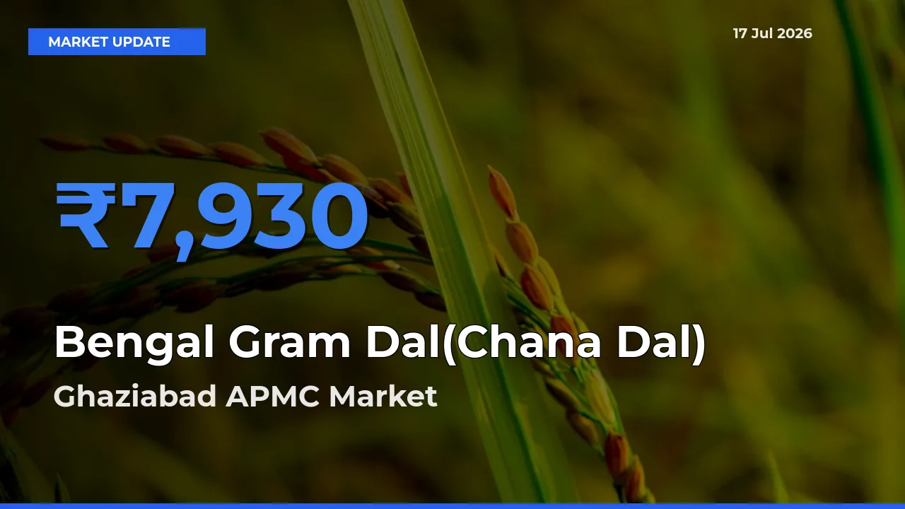 Ghaziabad APMC Records Highest ₹7,930 Rate for Bengal Gram Dal(Chana Dal)