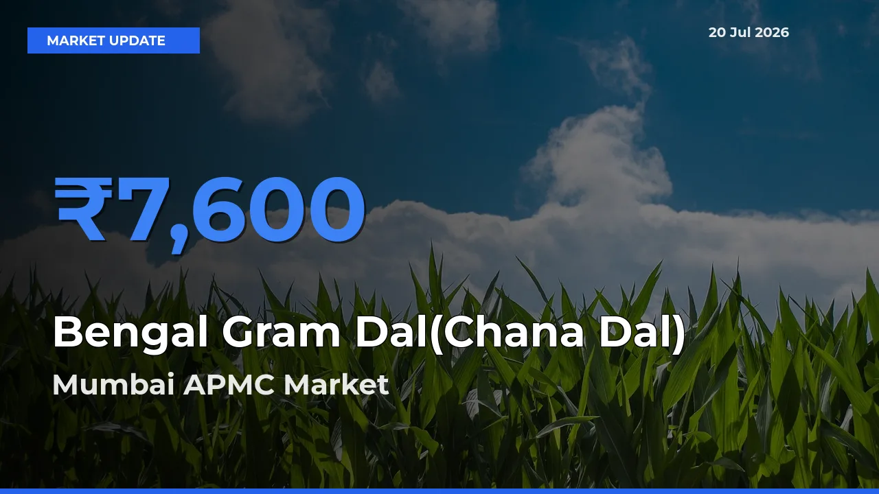 Mumbai APMC Leads as Top Mandi for Bengal Gram Dal(Chana Dal) Prices