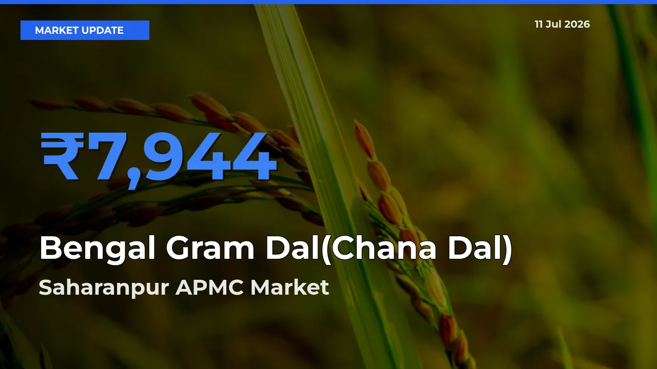 Saharanpur APMC Emerges as Top Mandi for Bengal Gram Dal(Chana Dal) Prices Today