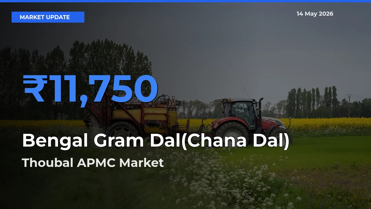 Thoubal APMC Offers ₹11,750 – Highest Bengal Gram Dal(Chana Dal) Rate Today