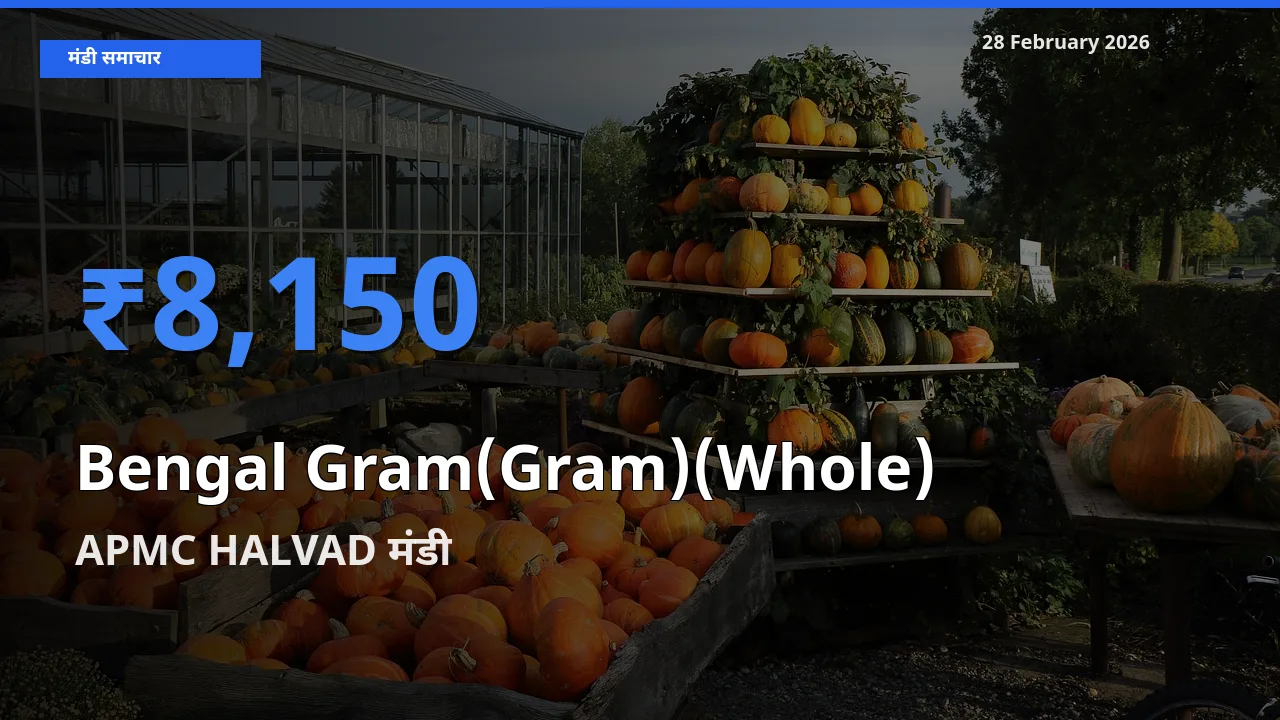 आज Bengal Gram(Gram)(Whole) के सबसे ऊँचे दाम ₹8,150 APMC HALVAD मंडी में