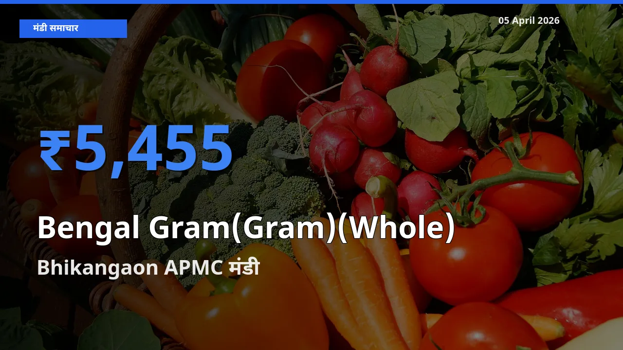 टॉप मंडी बना Bhikangaon APMC! चना (साबुत) के सबसे ऊँचे दाम यहीं दर्ज