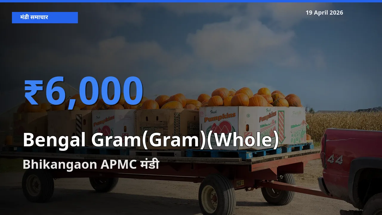 Bhikangaon APMC मंडी में चना (साबुत) ₹6,000 पर पहुँचा – आज का सर्वोच्च भाव