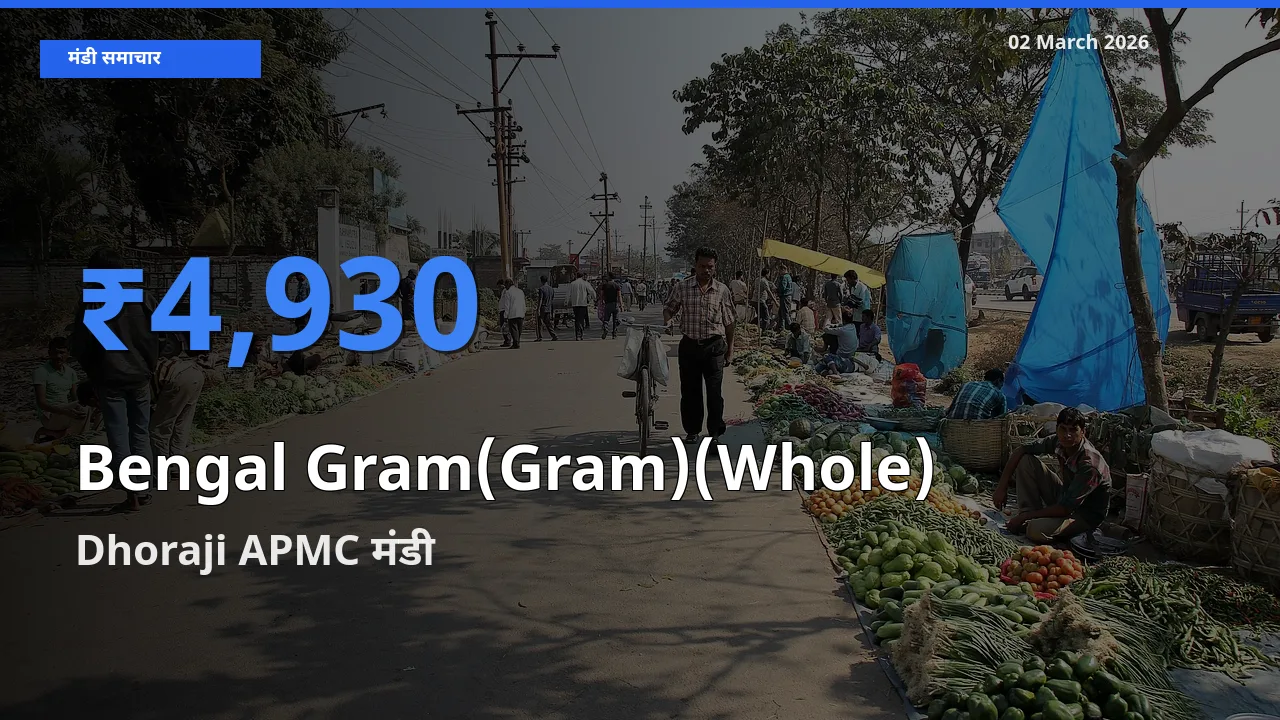 Dhoraji APMC मंडी में Bengal Gram(Gram)(Whole) ₹4,930 पर पहुँचा – आज का सर्वोच्च भाव